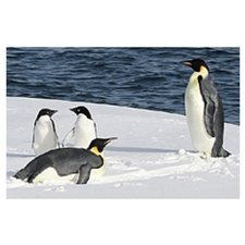 Nanaimo, BC Nature, Antarctica, Presentation, Naturalists