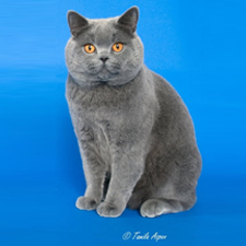 cat, kitten, show, Mary Winspear, Sidney, TICA, Garden City