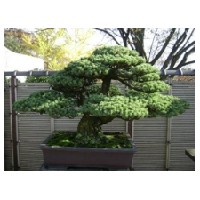 bonsai, japanese, gardens
