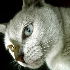 cat, kitty, cat show, pets