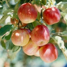 Fruit Tree, Apples