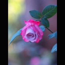 aromatherapy workshop, plant essences, essential oils