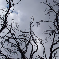 halloween, scary, spooky, forest, trees