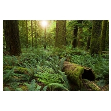 Forest Bathing, Shinrin-Yoku, Forest Walk, Nature Walk, Wildwood