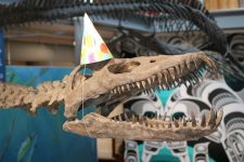 Museum, Birthday, Elasmosaur, BC, Fossil, Provincial, celebration, Courtenay, Party