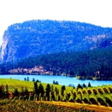 winery, vineyard, winemakers, dinner, cuisine