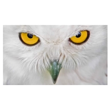 owl, eyes, feathers, bird, snowy