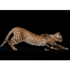 Cat show, cat, devon breed