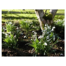 Snowdrops
