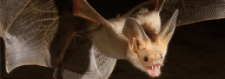 bats, nature