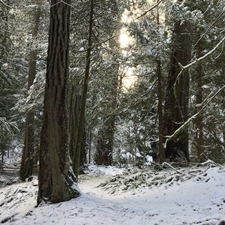 winter walk, guided walk, forest walk, Wildwood, ecoforest