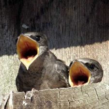 open house, purple martins, free, family