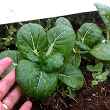 Vegetable, Garden, 