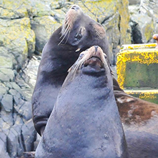 fundraiser, whale watching, cetus society, orca spirit adventures, humpback whales, orcas, whales, salish sea, tickets, boats