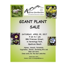 plant, sale, alpines