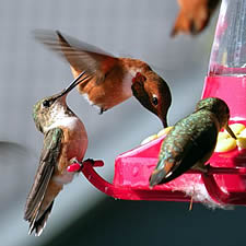 Birds, birding, hummingbird, forest, nature, nature program