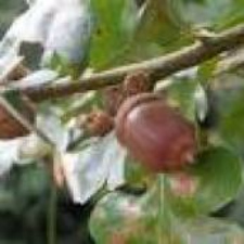 Garry Oak, Acorns