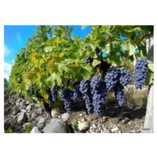 vine walk, guided tour, vineyard tour