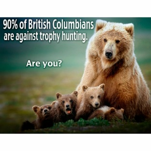90%, opposed, bears, cubs, grizzly, grizzlies, trophy, hunt, end, family