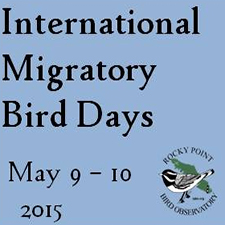 birds, birding, bird, bird watching, nature, free