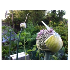 onions, flowering, veg, vegetables, food, gardens