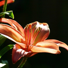 home, garden, flowers, 