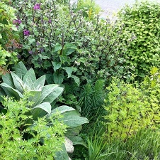 garden, flower, plant, organic, nature