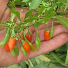 plant, edible, berry