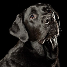 CNIB, Bosley's, dogs, pets, photography, portrait