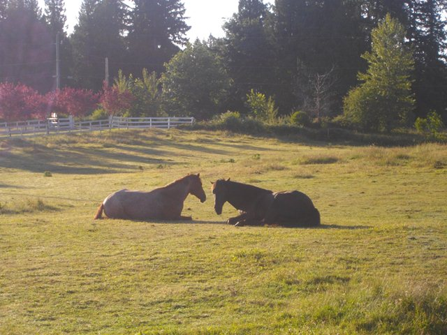 Hearts n Hooves nanaimo