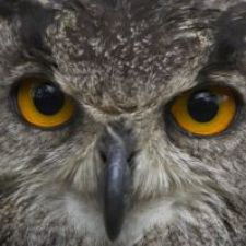 owl, wildilife, wild birds