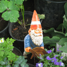 CCFS, Plant sale
