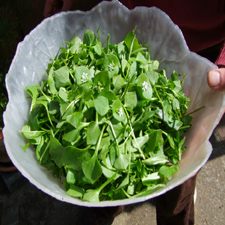 edible, lettuce, miners, greens, salad