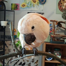 Parrots, companion parrot, rehoming cockatoos,