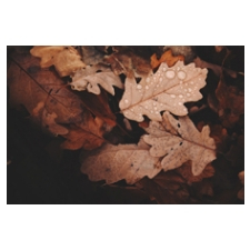 yoga, food, ayurvedic food, cooking, cooking workshop, yin yoga, meditation, writing, journaling circle, vinyasa yoga