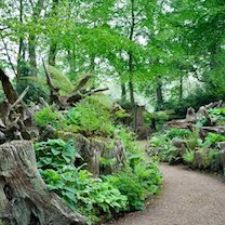 ferns, alpines, gardening