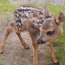 animals, wildlife, wild animals, baby animals, deer
