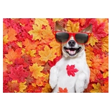 jack russell sunglasses autumn leaves