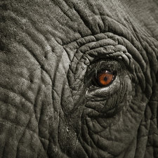 elephants, fundraising, conservation, multi media show, adventure, travel, Africa, India, SE Asia, 