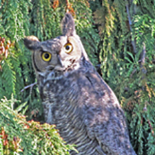 owl, predator