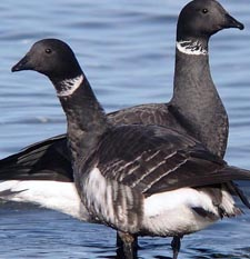 Brant Geese, Wildlife, Festival, Parksville