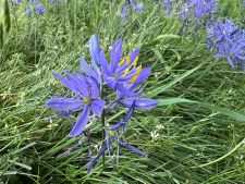flower, spring, sun, camas