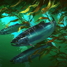 Cowichan Bay, Spot Prawn, Mark Hobson, Tofino Getaway, Silent Auction