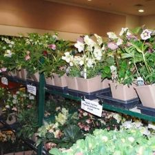 Plants, seeds, gardening, advice, speakers