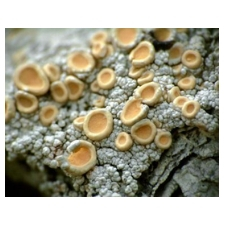 Lichen, Ochrolechia, fungi, tree, forest, nature, natural history, botany, moss