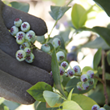 Duane LinkLater, Blueberries for 12 vessels, dimensions variable, blueberries, clay, earth, vessel from collection of National Museum of the American Indian, 2012 - 2015, Courtesy of the artist and Catriona Jeffries Gallery