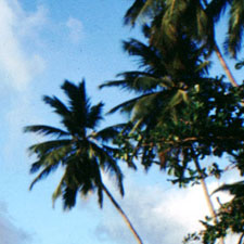 palm, tropical, ocean, caribbean, carribbean, sunny, warm