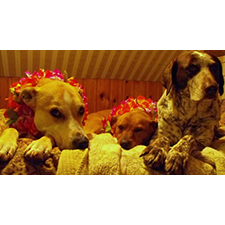 Dog, Dog Friends, Dog Social, Pooch Social, adoptable, dog rescue, puppy, social, dog event, event,  