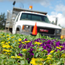 Volunteer, Comox, Courtenay, Comox Valley, flowers, garden, plant