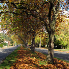 Saanich, history, Shelbourne, WWI